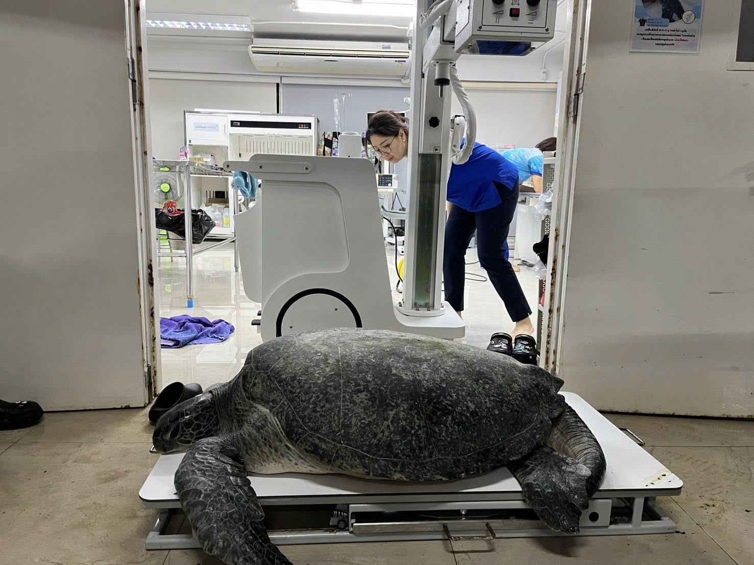 Similan sea turtle rescued after swallowing tourist's wristband