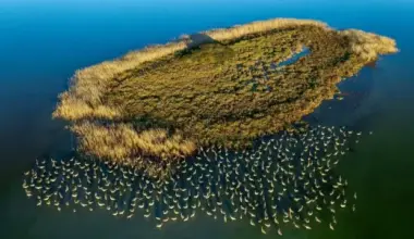 Flamingos skip migration, make Türkiye's Adana lagoons their year-round home