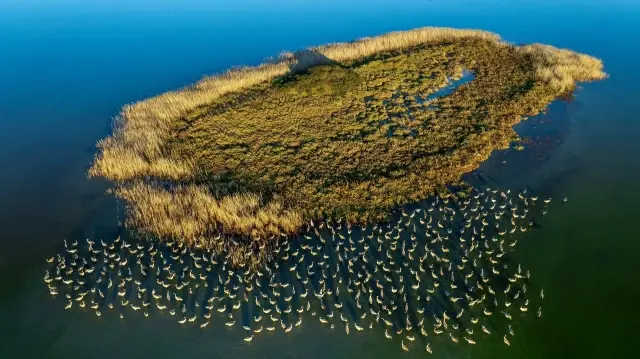 Flamingos skip migration, make Türkiye's Adana lagoons their year-round home