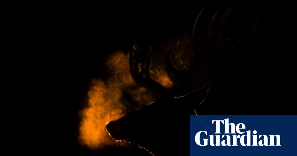 Winners of the RSPCA Young Photographer Awards 2025 – in pictures - The Guardian