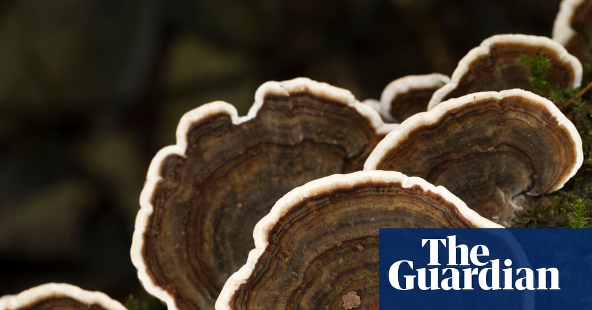 Revisited: do medicinal mushroom products actually work? – podcast | Science