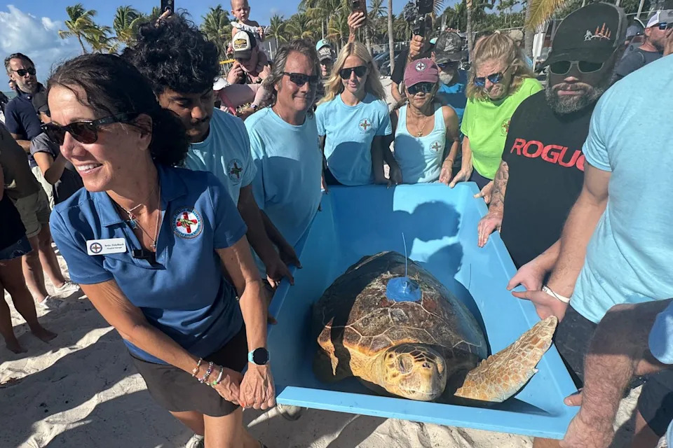 Courtesy of The Turtle Hospital Molly's release on Higgs Beach