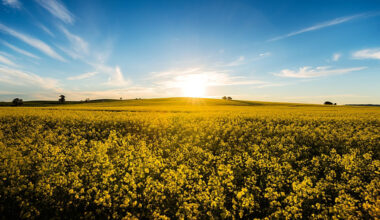 why Australian canola matters more than you think