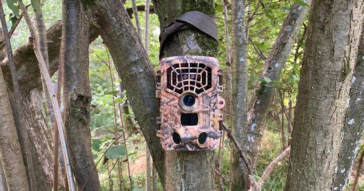 Wildlife experts put hidden camera on trail and spot 'rare' animal