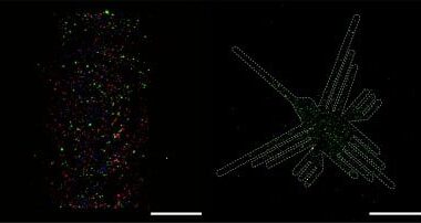 Shedding new light on the tiny bubbles sending signals between cells