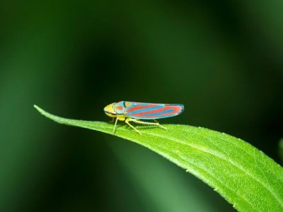 Backyard Insect Inspires Large-Scale Invisibility Particles Production