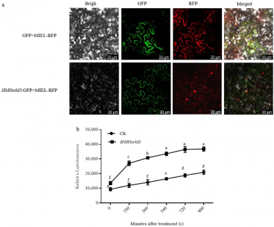 A Redox switch for resilience: How a rubber tree gene strengthens plant stress defense