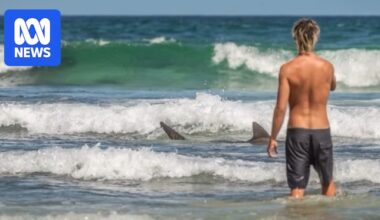 Byron Bay shark frenzy attracts onlookers and a warning to steer clear