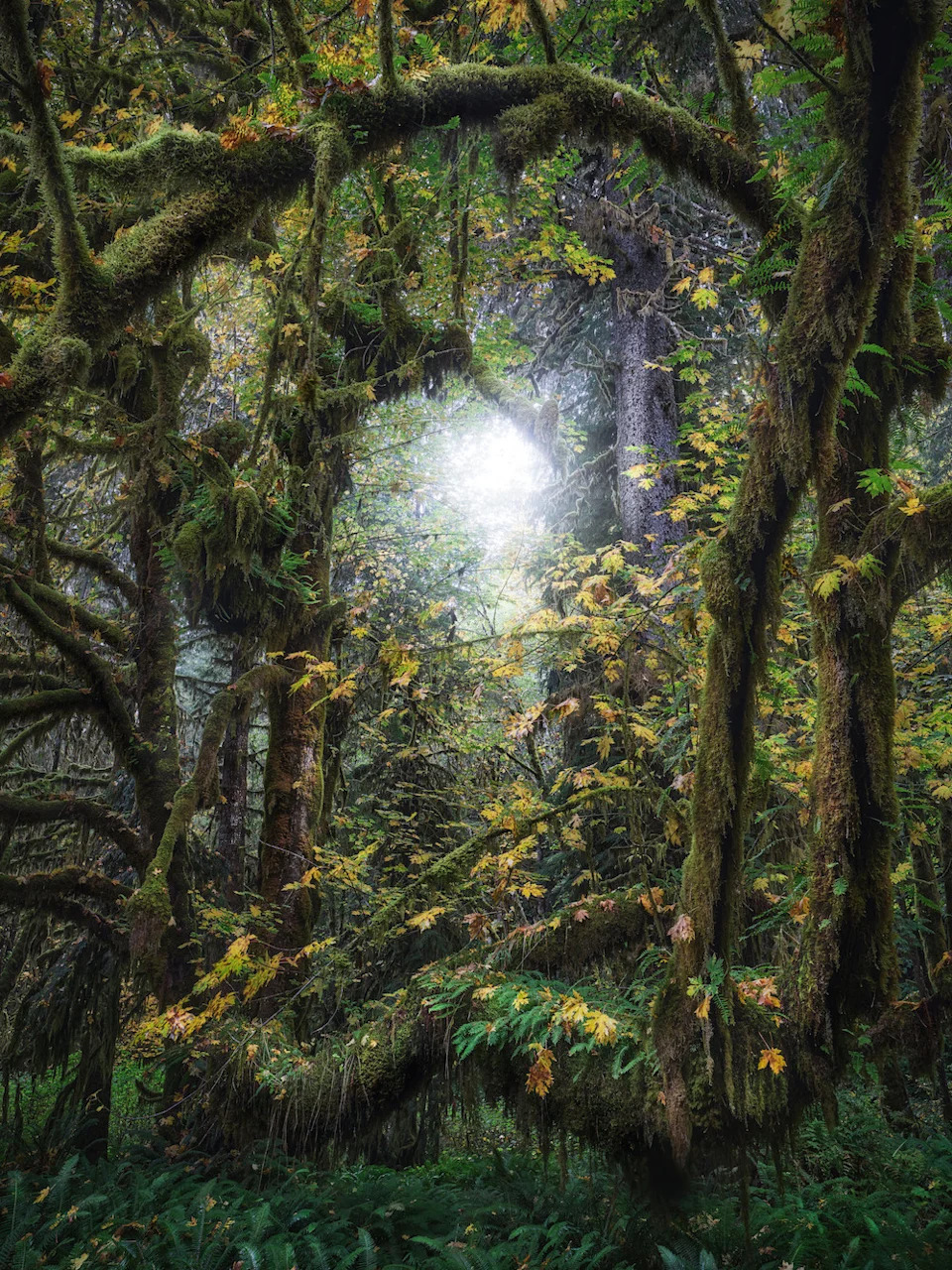 moss-covered forests