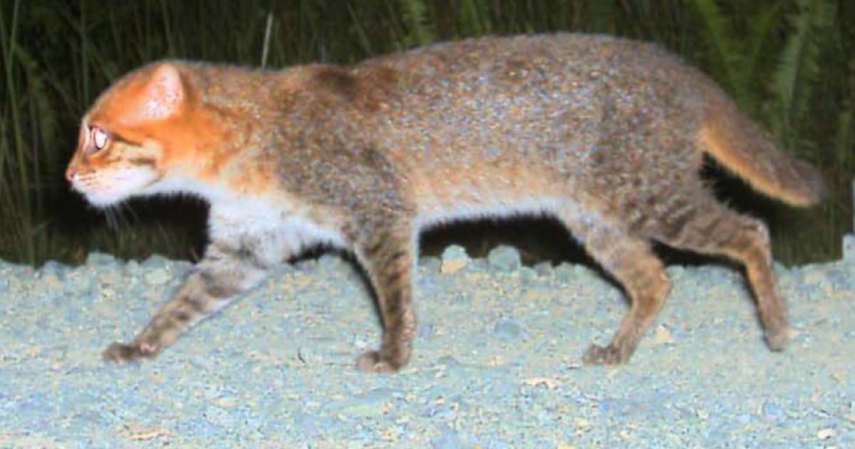 Elusive wild cat feared extinct rediscovered in Thailand - CTV News