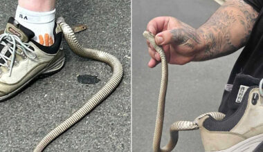 A Woman Thought a Leaf Had Wrapped Around Her Leg During Hike. It Turned Out to be a Deadly Snake Latched onto Her Sneaker