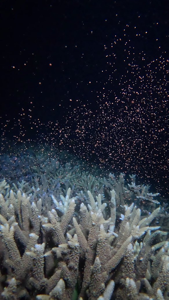 Corals release billions of eggs and clouds of sperm in a spectacular synchronised spawning based on the lunar cycle.