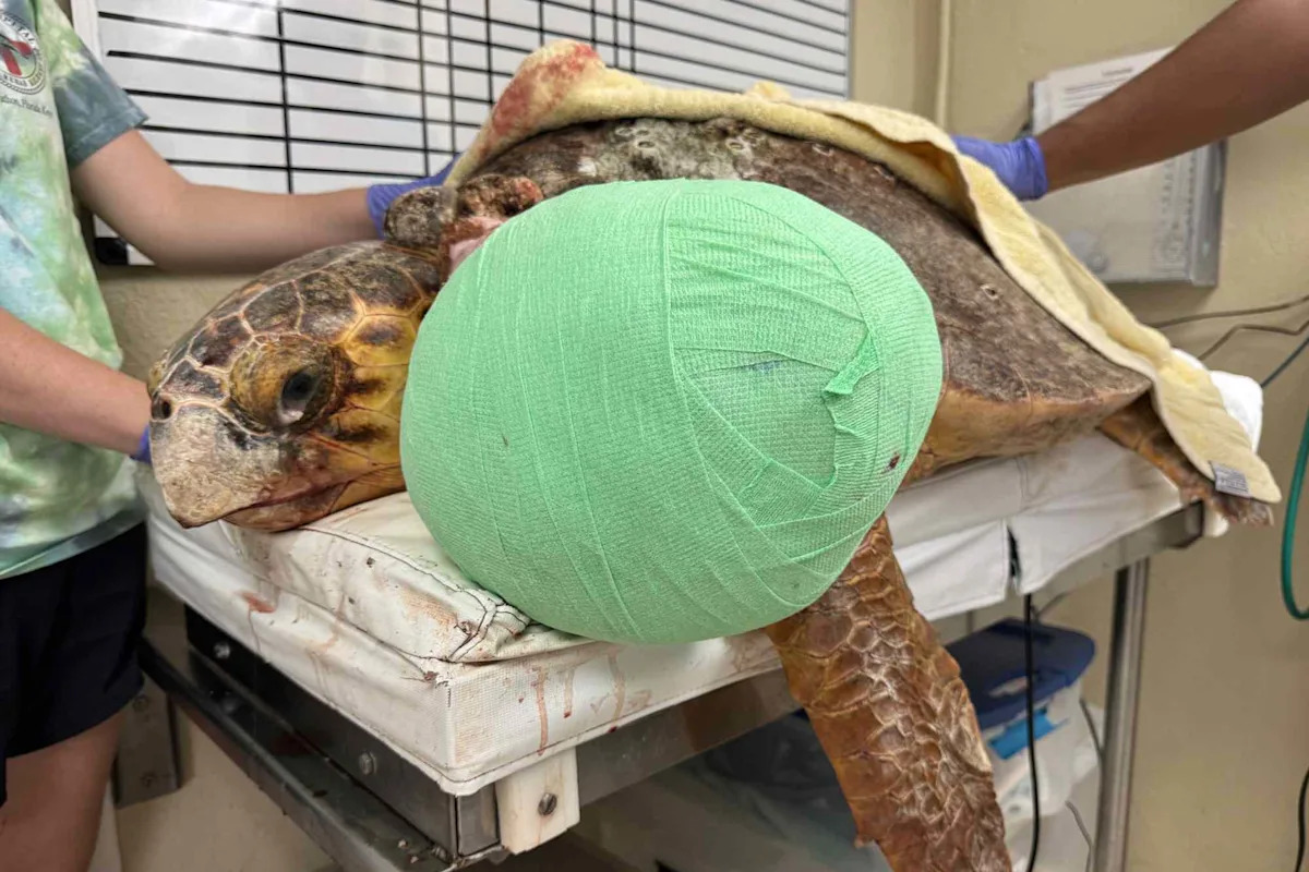 Sea Turtle Weighed Down by a 10-Lb. Life-Threatening Tumor Returns to the Ocean After Rescue