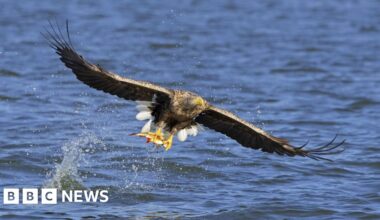 Disappearance of white-tailed eagle in Newtown suspicious