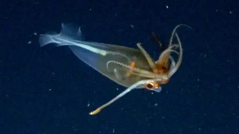 Schmidt Ocean Institute A glacial glass squid in the deep ocean. It has a transparent body, of which the upper half has an orange tint. It has tentacles near its head.
