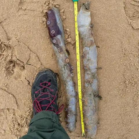 Dr Lauren Smith/East Grampian Coastal Partnership A person's booted foot next to two arms, which have been laid out on the sandy beach along with a yellow tape measure.