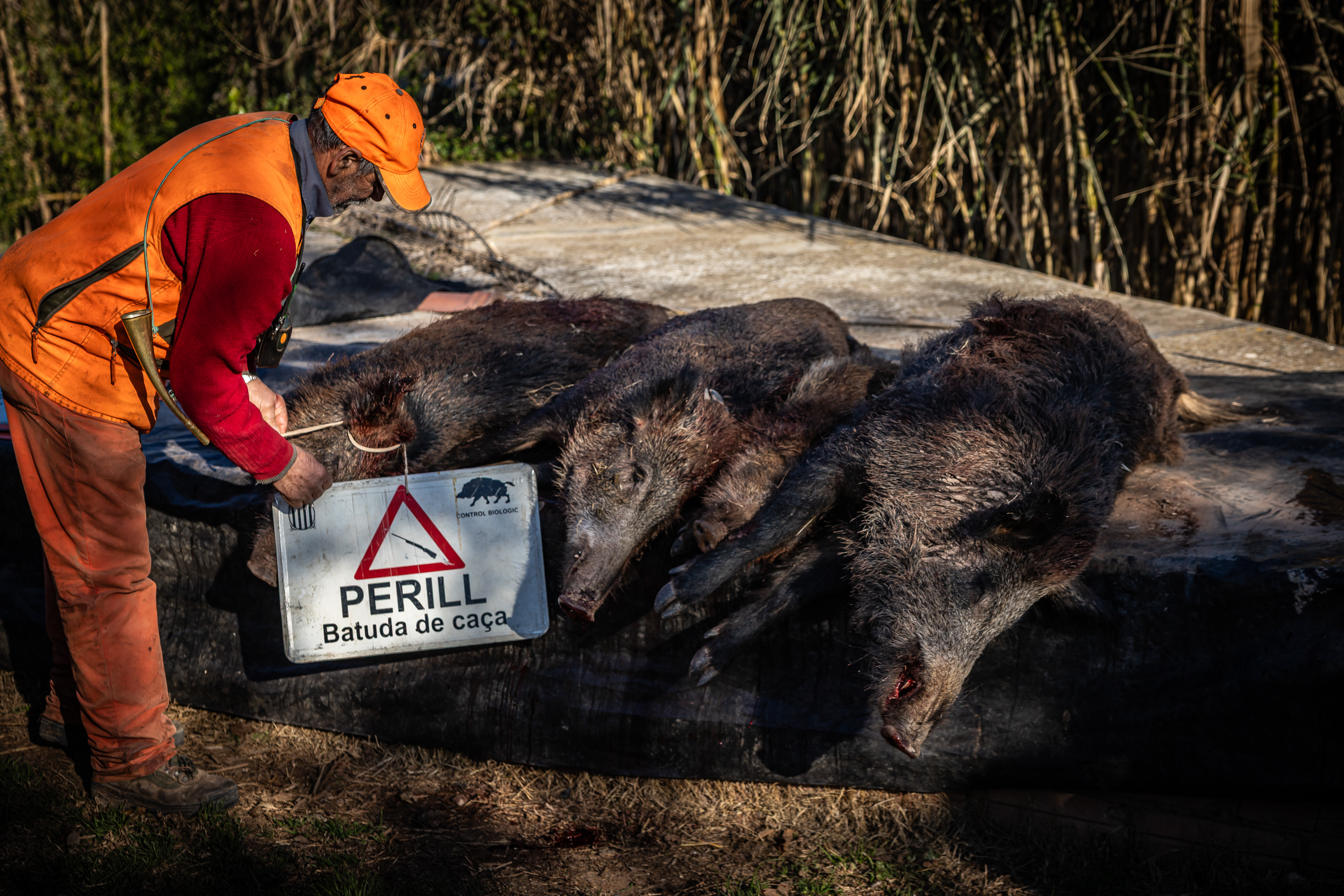 A hunter with the signs indicating a hunt is under way, and the wild boars taken