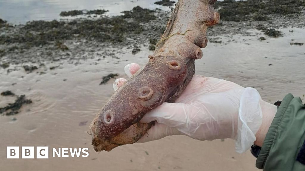 Mystery as remains of seven-arm deep-sea octopus wash up on beach