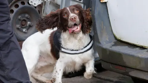 Greater Manchester Police A close up of an English Springer Spaniel. It has brown fur on its head, and floppy brown ears. Its body is white with brown blotches.