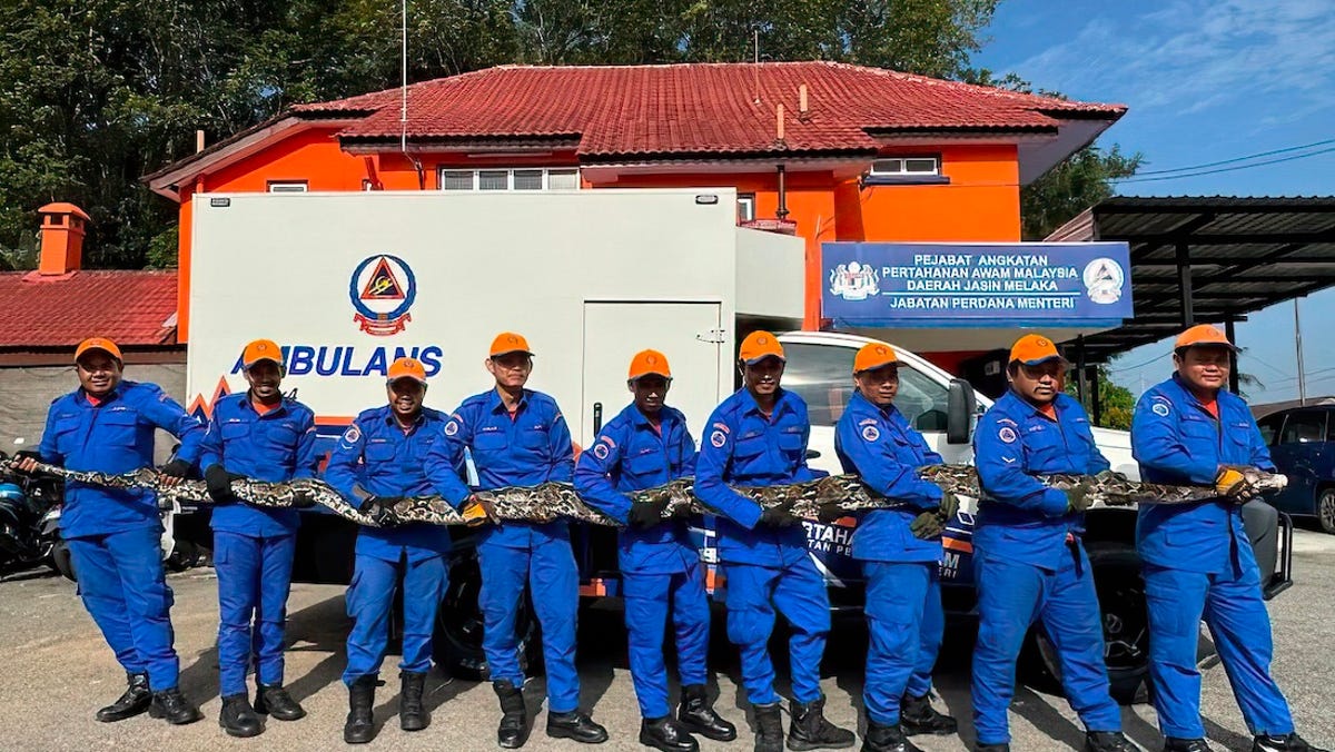 Giant python captured behind home in Malaysia, villagers 'shocked'