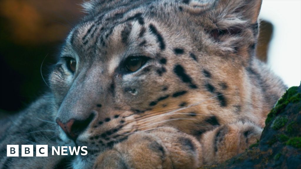 Cataract operation saves Banham Zoo snow leopard's eyesight