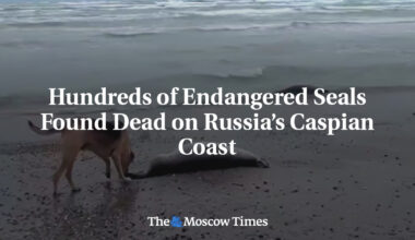 Hundreds of Endangered Seals Found Dead on Russia’s Caspian Coast