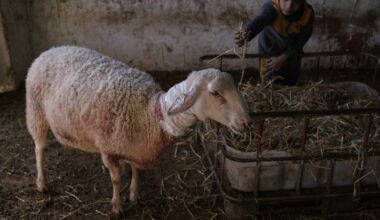 Israeli settlers forcibly enter Palestinian home and kill sheep in latest West Bank attack :: WRAL.com