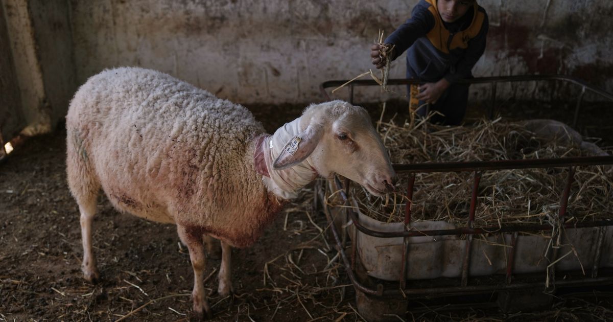 Israeli settlers forcibly enter Palestinian home and kill sheep in latest West Bank attack :: WRAL.com