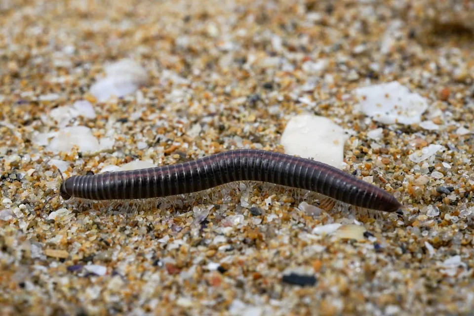Getty Centipede (stock image)