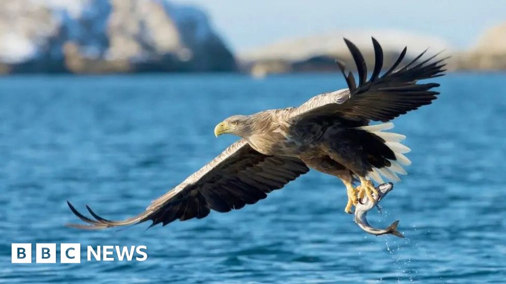Disappearance of conservation project white-tailed eagles probed