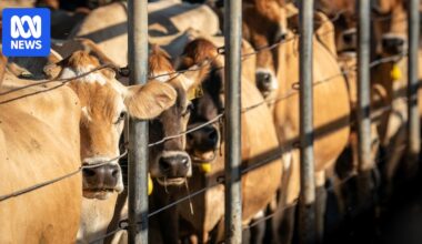 New virtual fencing laws could promise safer bushfire response by allowing farmers to move stock remotely