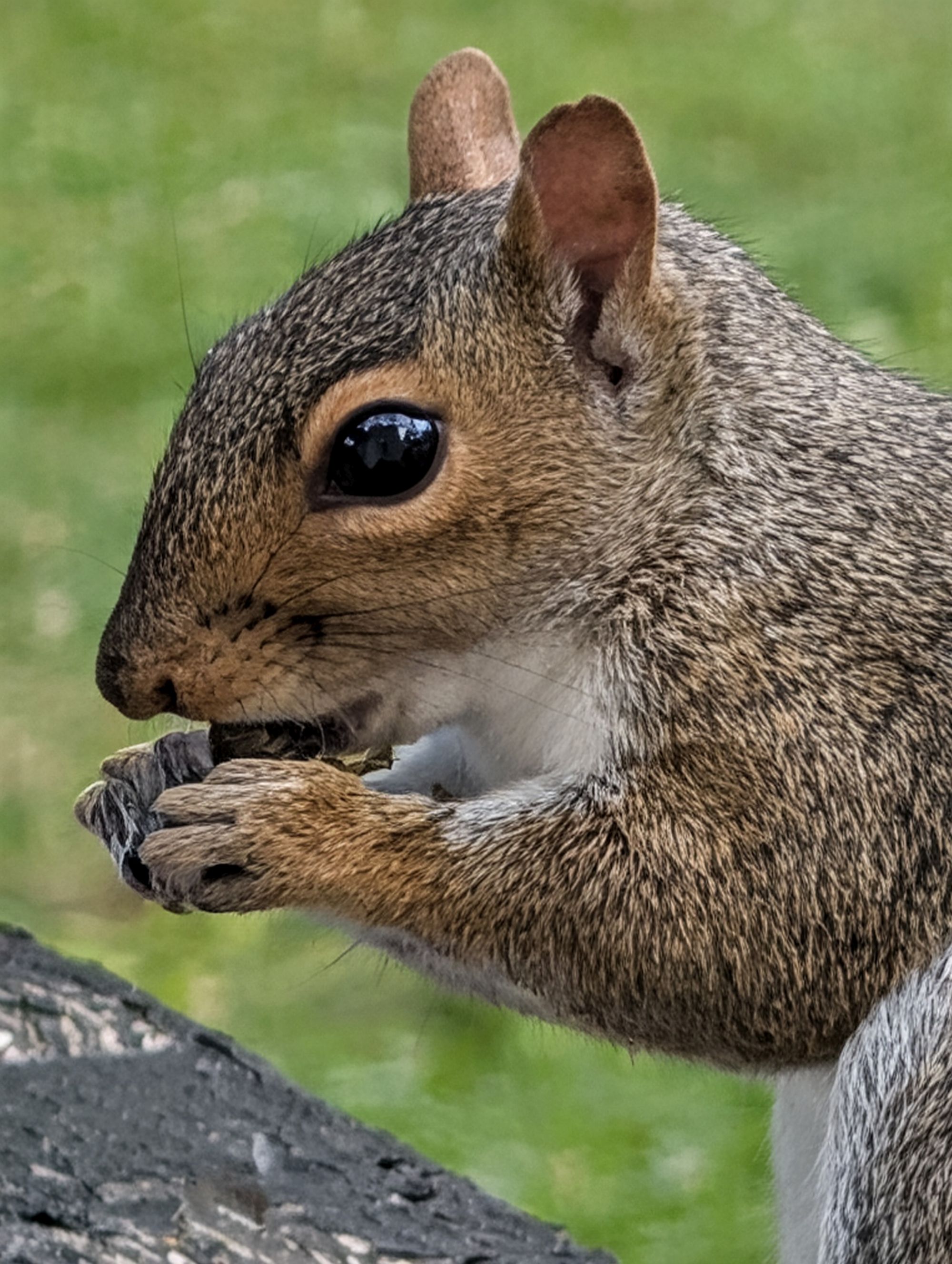 Google Pixel 10 Pro XL Pro Res Zoom sample.