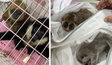 Birds, bugs and butterflies netted in global seizures by Interpol