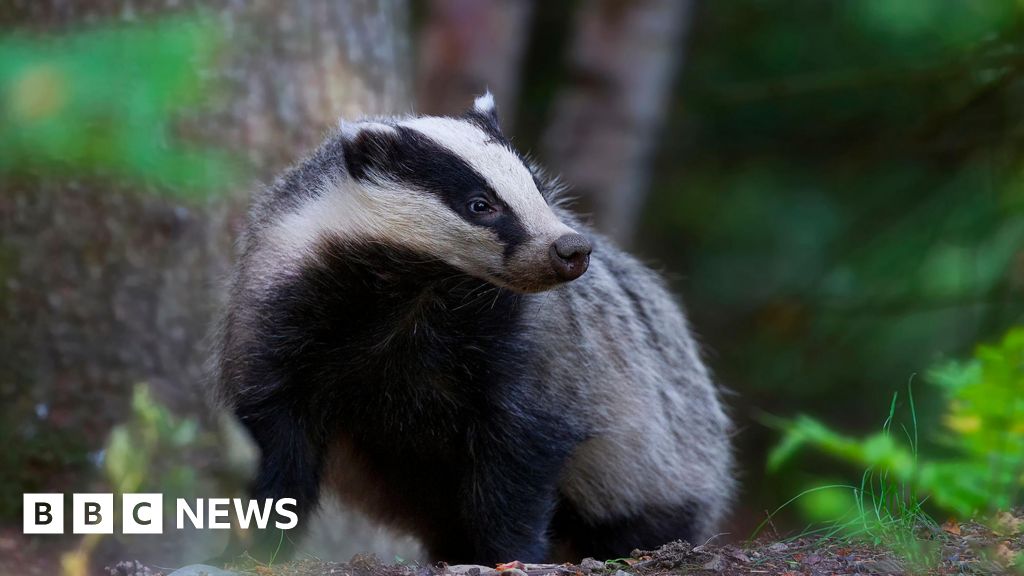 Sett-to over road damaged by burrowing badgers