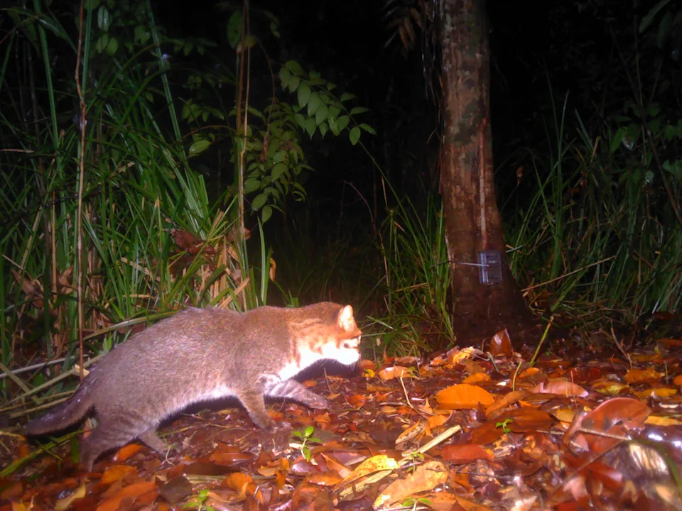 DNP/Panthera Thailand