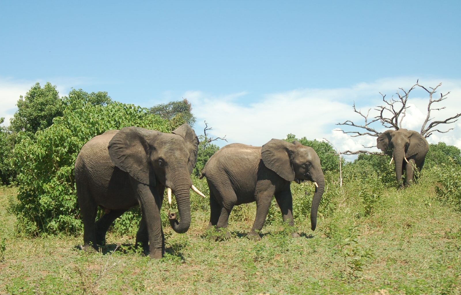 Botswana’s elephant hunting quota threatens to wipe out mature bulls: Report