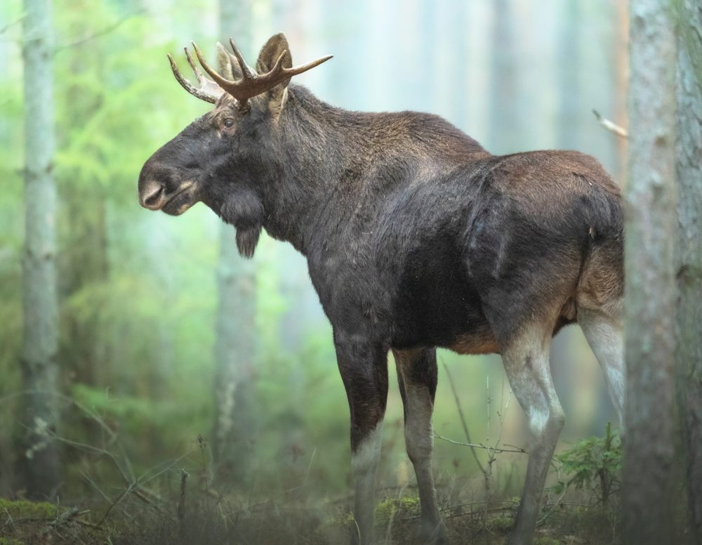 Airborne DNA reveals decades of biodiversity loss