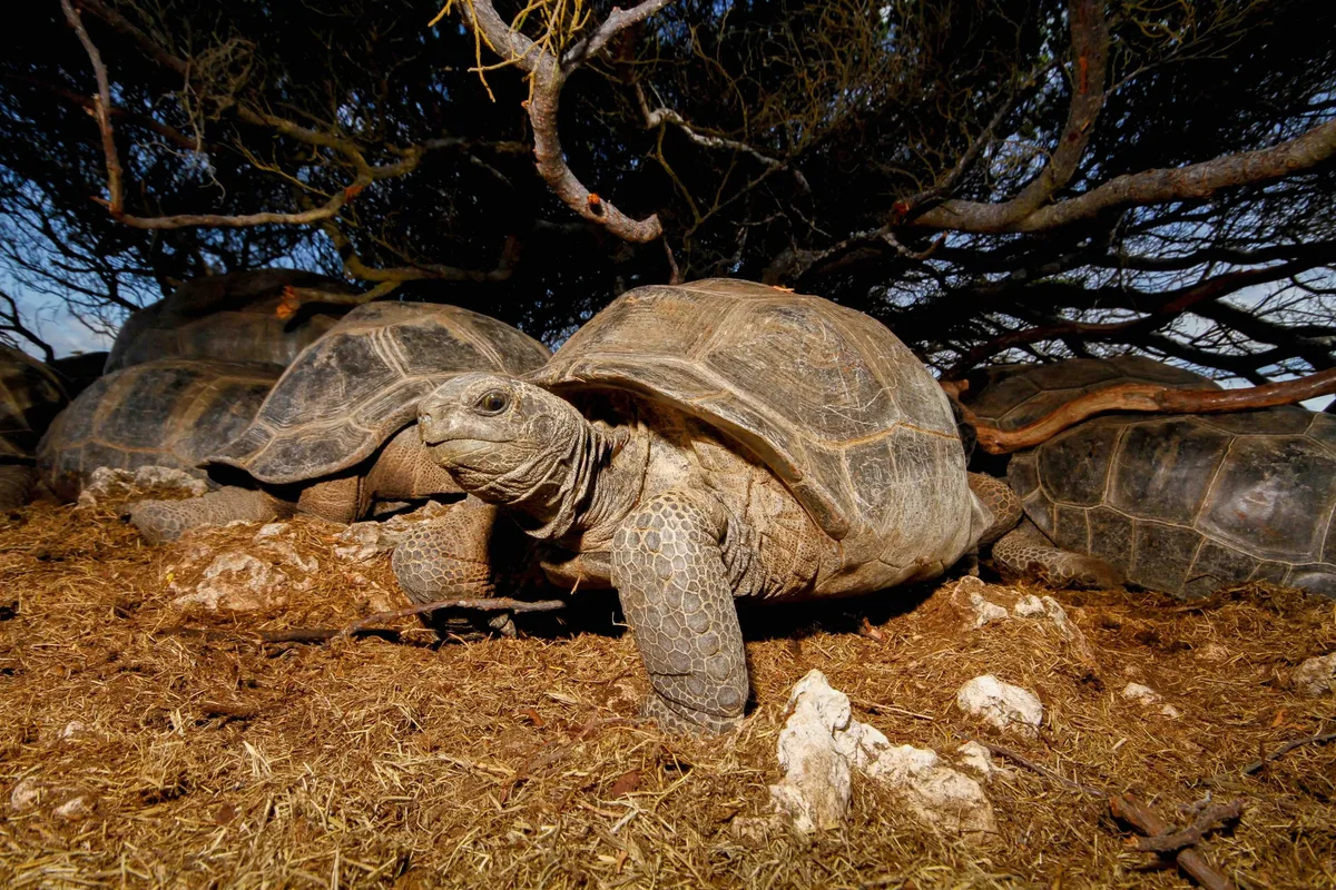 Aldabra giant tortoise in shade of a bush on Aldabra atoll