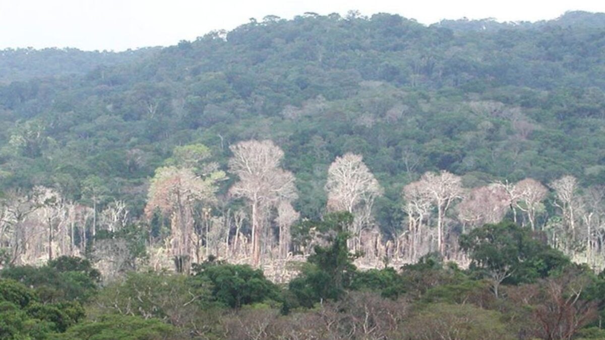 The Amazon Is Morphing Into a 'Hypertropical' Climate—and It’s as Apocalyptic as It Sounds