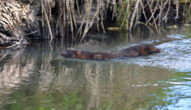 A recent announcement reveals how Ireland's using an innovative pilot project to fight against the invasive American mink.