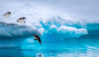 Antarctica penguins