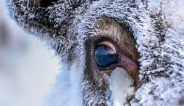 Reindeer Eyes Do Something Incredible When Winter Comes : ScienceAlert