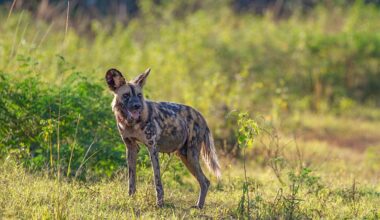 BBC Kingdom Flint African wild dog
