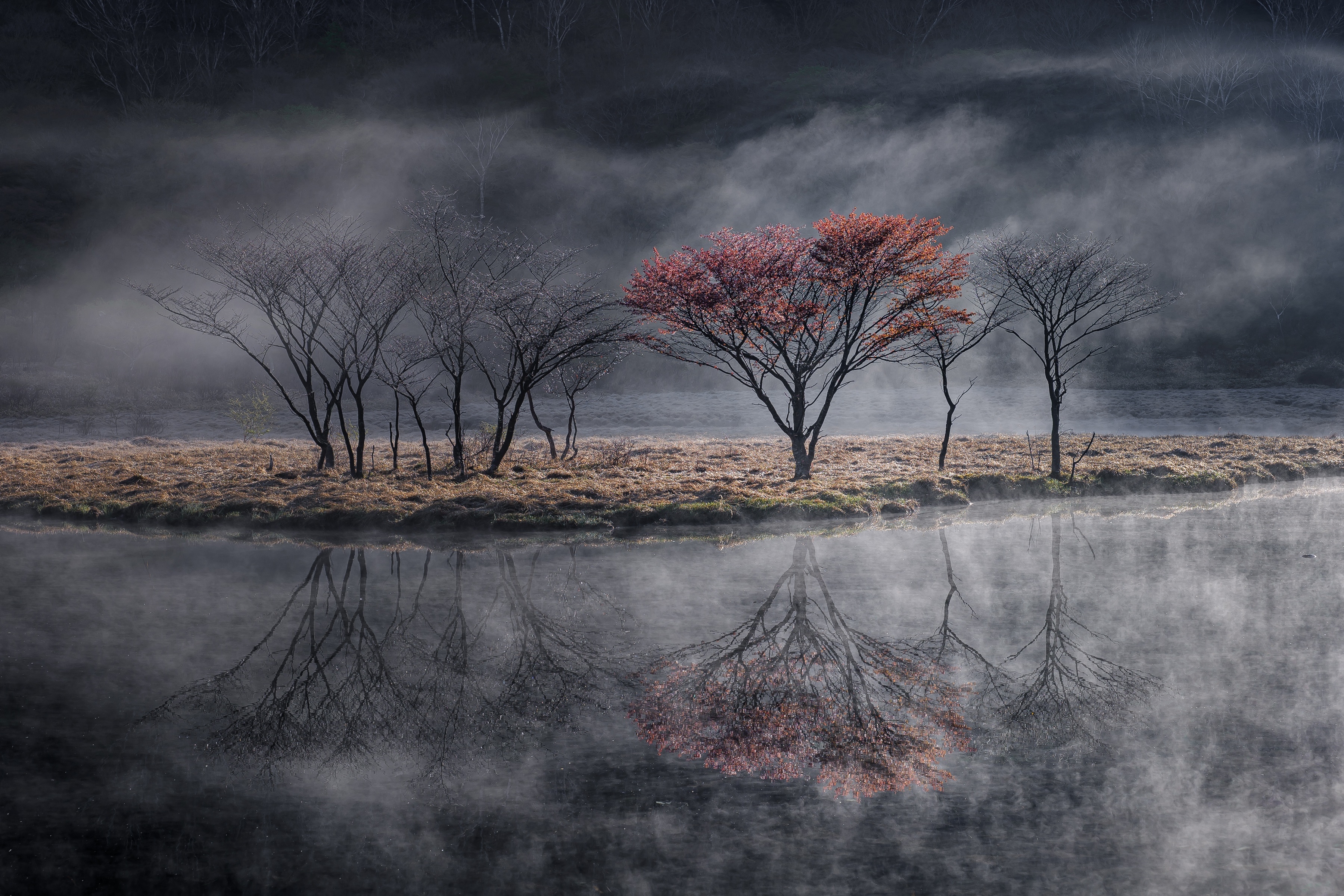 A misty landscape featuring a small grove of trees on an island, with one central tree exhibiting vibrant red foliage, reflected clearly in the water.