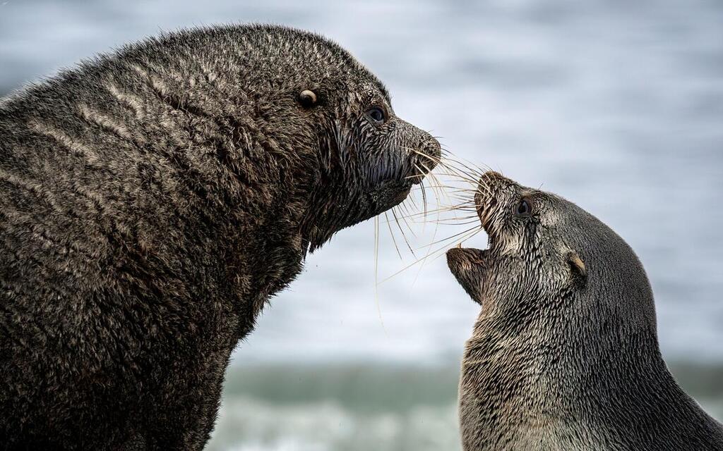 Interaction Between an Adult Fur Seal and a Pup (Photo: Matan Sharon) אינטראקציה בין דוב ים בוגר לגור