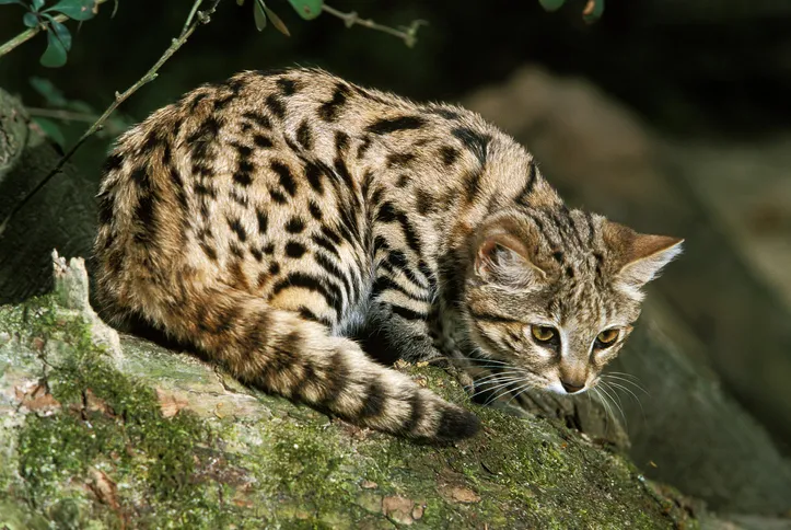 Black footed cat