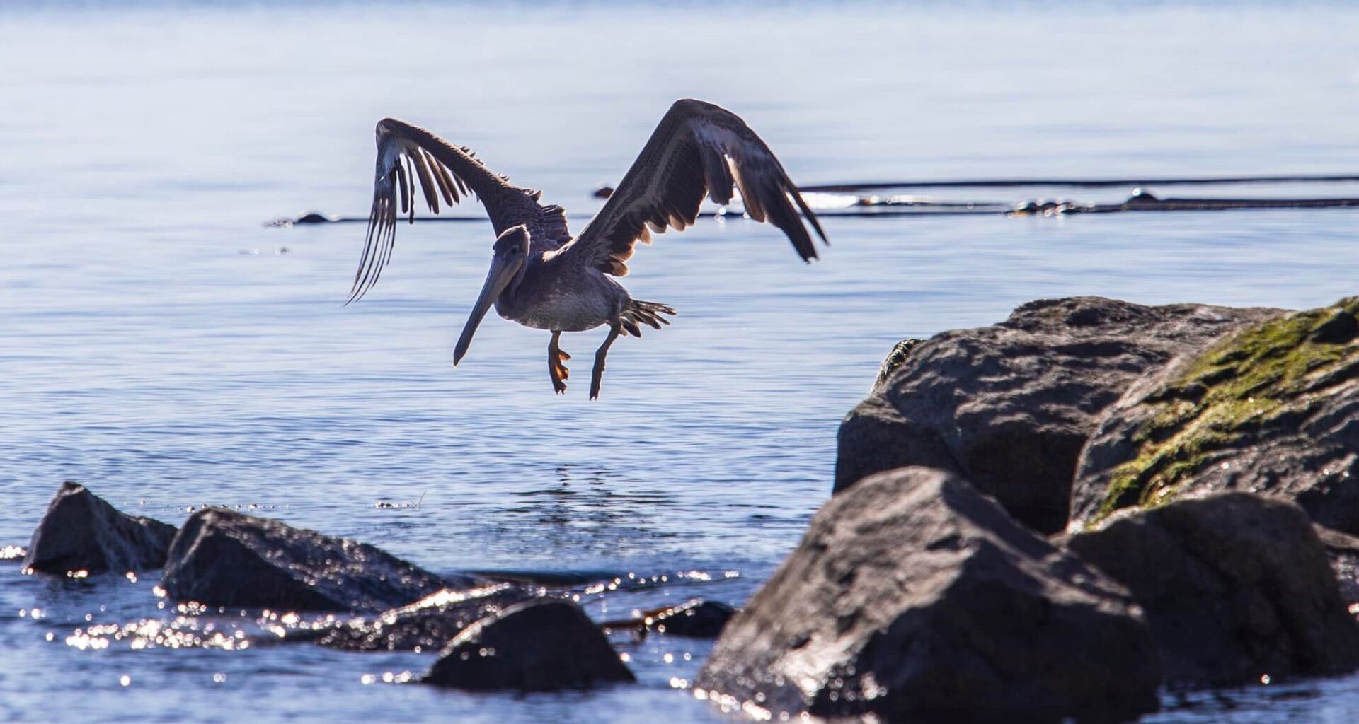 CRD is plans to nominate Greater Victoria as a UNESCO biosphere region