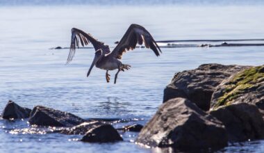 CRD is plans to nominate Greater Victoria as a UNESCO biosphere region