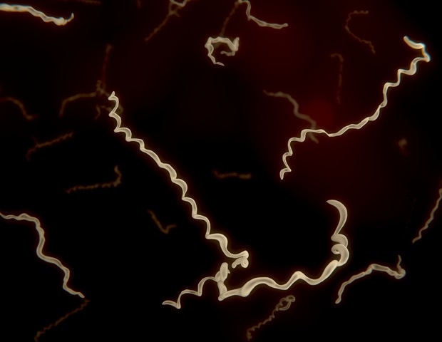 How tick saliva reprograms the skin’s immune defenses