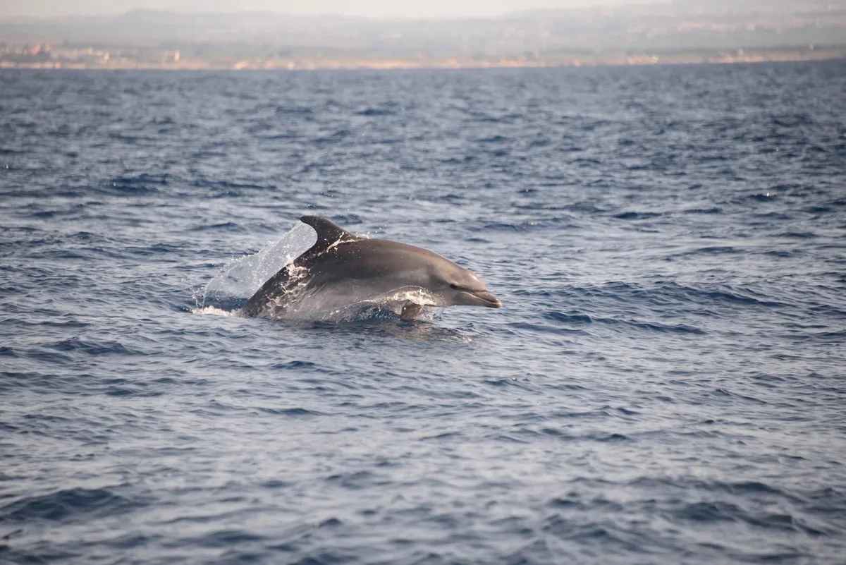 Bottlenose dolphin